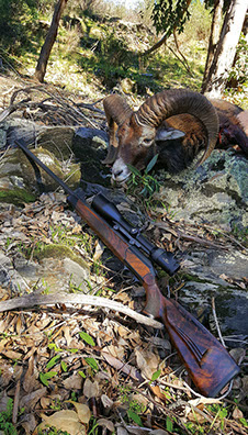 un beau mouflon et une blaser r93 swarovski z6