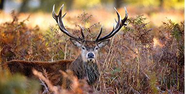 magnigique grand cerf dans les fougères