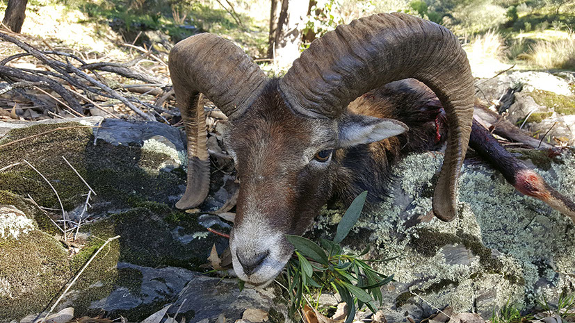grand mouflon tiré en monteria au Portugal