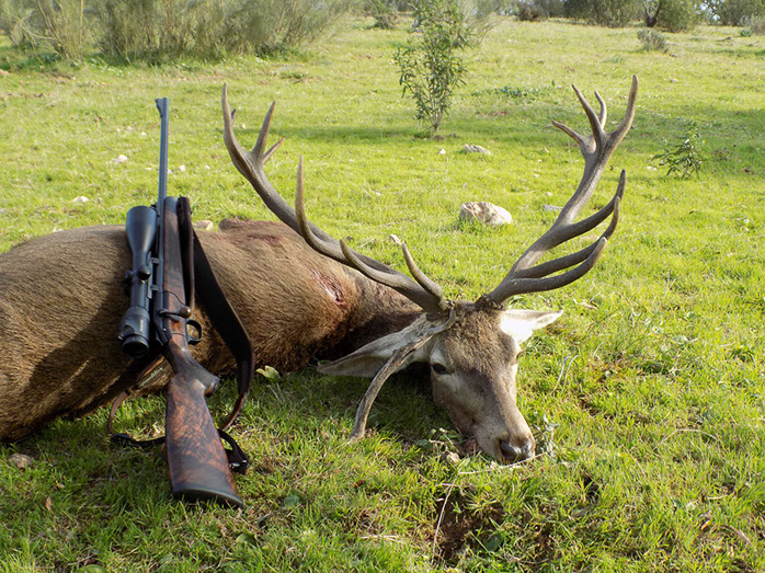 grand cerf tiré en monteria au Portugal