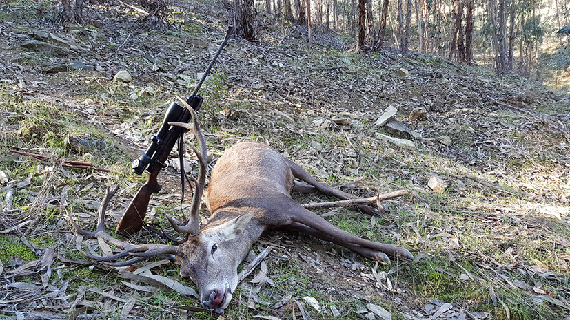 grand cerf tiré en monteria au Portugal