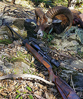 mouflon, chasse en monteria au portugal