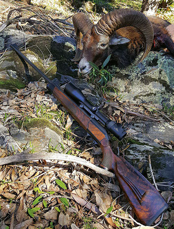 beau mouflon chassé en monteria au portugal