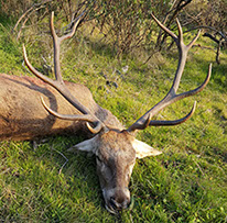 grand cerf chassé en montéria au Portugal