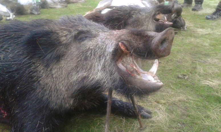 gros sanglier en monteria