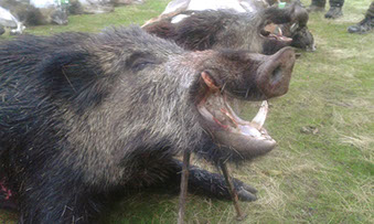 gros sanglier en monteria