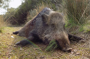 beau sanglier en Monteria