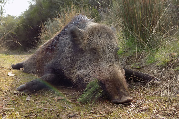 beau sanglier en Monteria