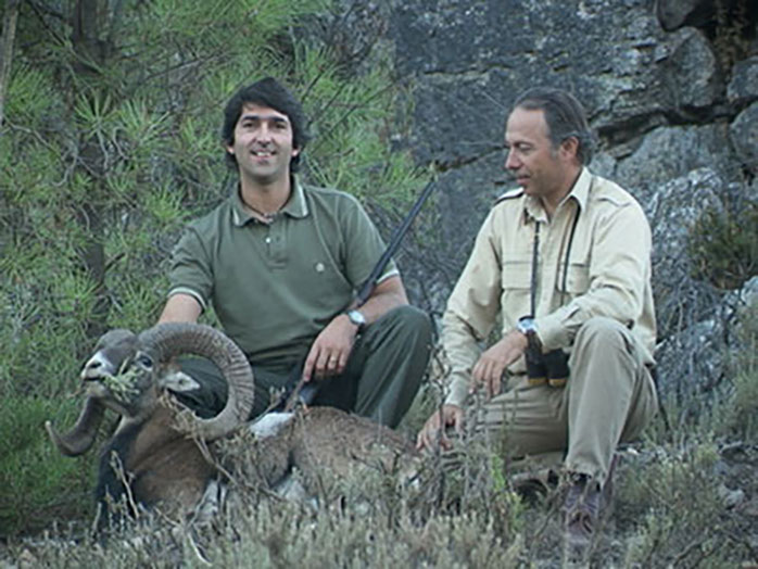 grand mouflon chassé à l'approche
