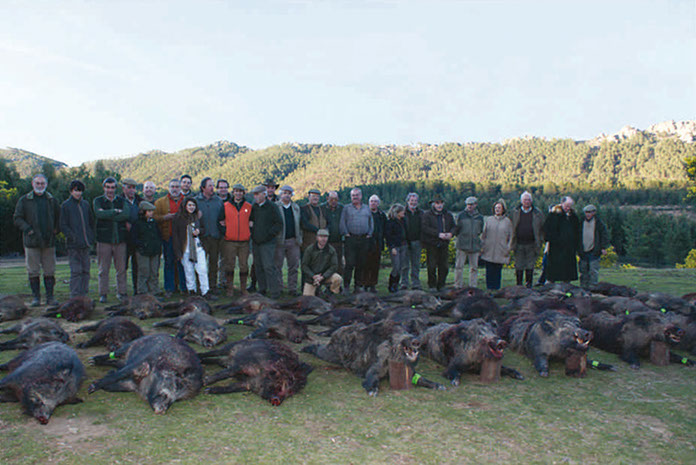tableau de chasse, beaucoup de sangliers