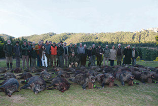 tableau de chasse, beaucoup de sangliers