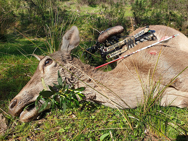 Thierry Loots, Fernando Rosa Dias et un cerf sélectif au Portugal