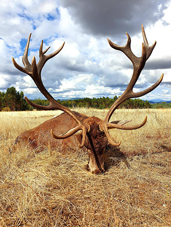 Thierry Loots, Fernando Rosa Dias et un cerf sélectif au Portugal