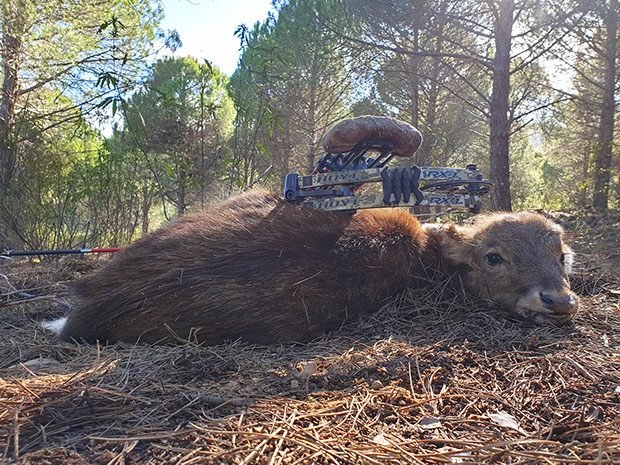 Thierry Loots, Fernando Rosa Dias et un cerf sélectif au Portugal